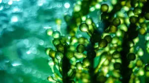 Hydrogen Contributes to Decarbonization Key Facts