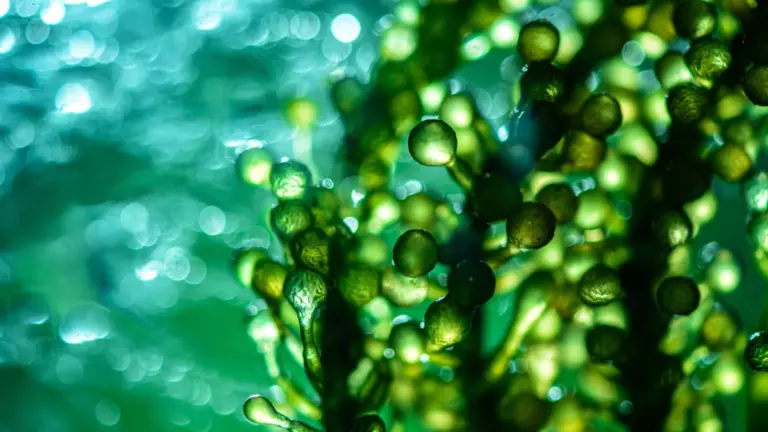 Hydrogen Contributes to Decarbonization Key Facts
